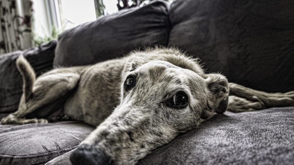 Un perro en el sofá de su casa