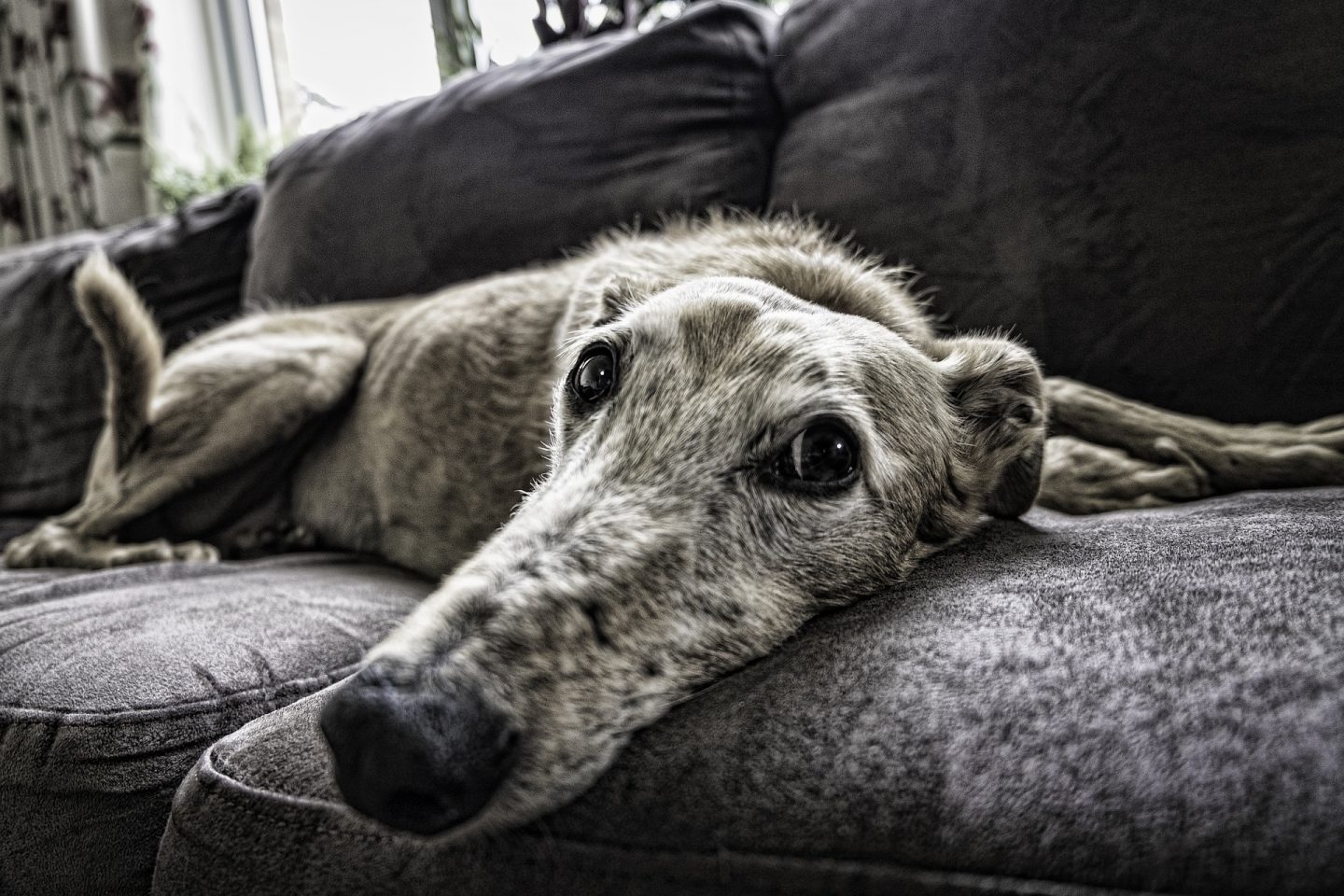 Un perro en el sofá de su casa