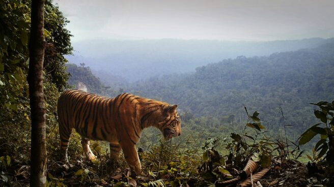 Los tigres de Sumatra sobreviven en bosques cada vez más fragmentados