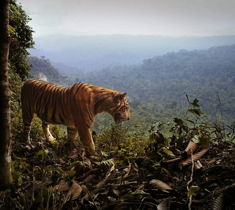 Los tigres de Sumatra sobreviven en bosques cada vez más fragmentados