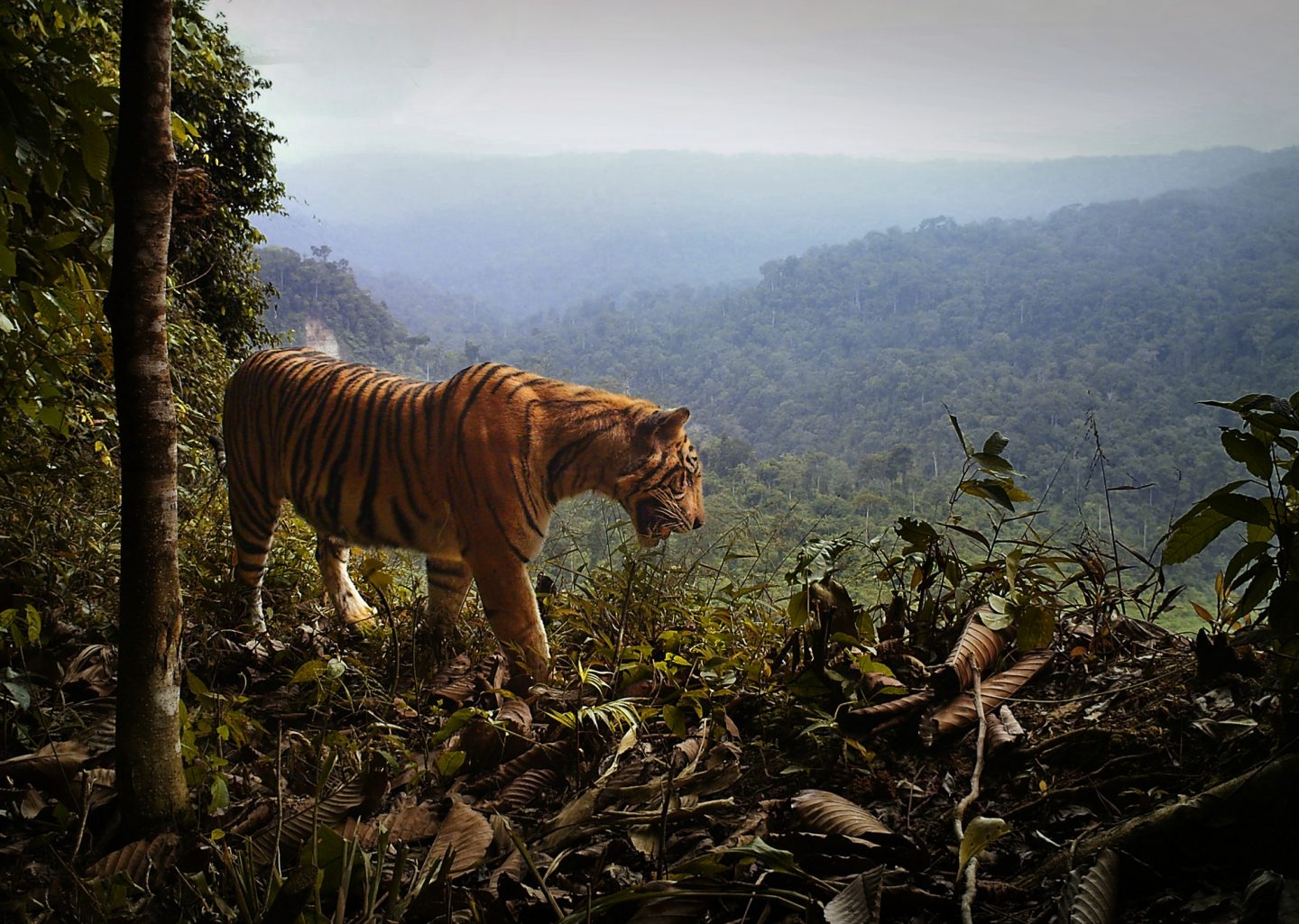 Tigre Sumatra.