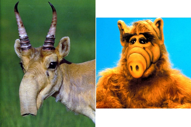 El aspecto del alienígena de ficción Alf se inspira en el saiga