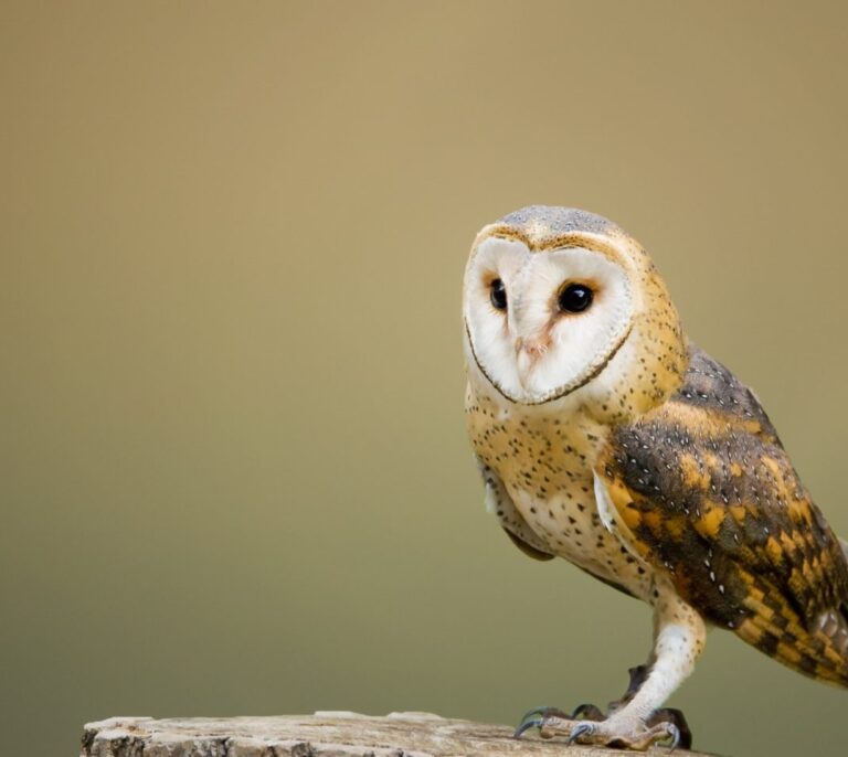 La lechuza común, ave de 2018