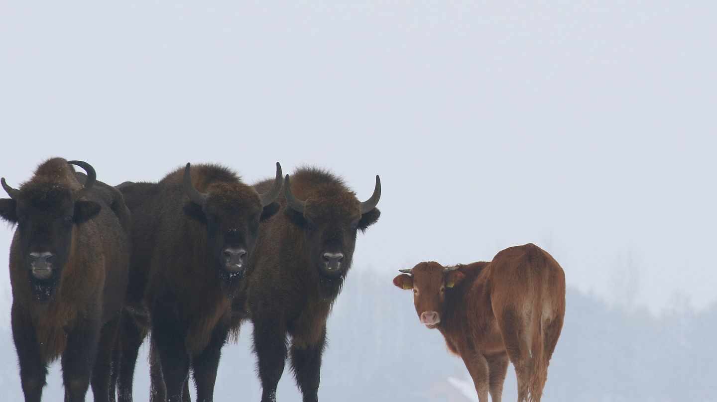 La vaca con los bisontes