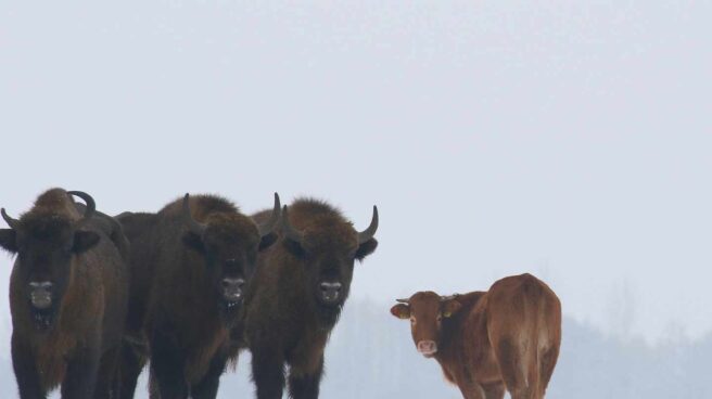 La vaca que se escapó y se fue a vivir con bisontes salvajes