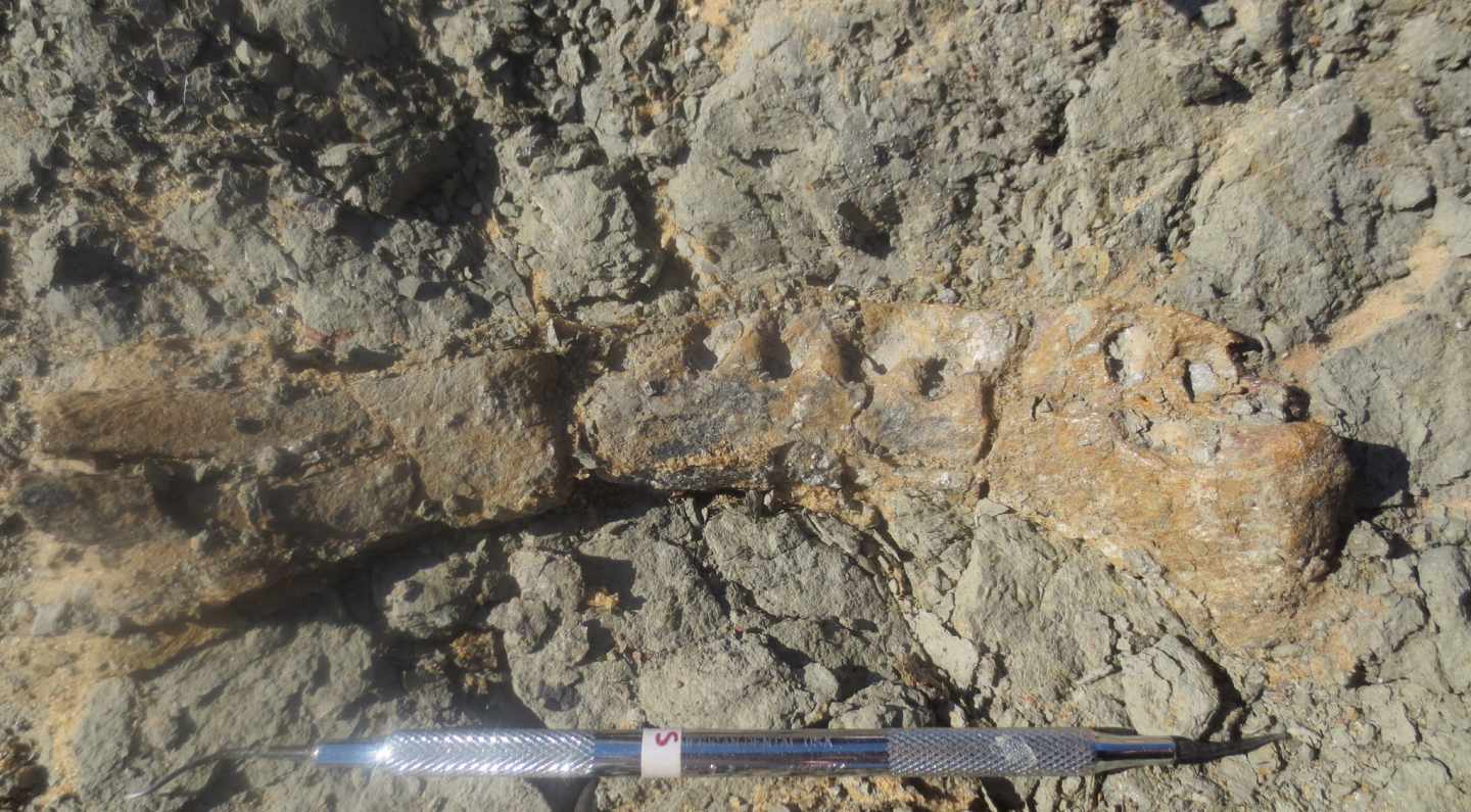 Mandíbula fosilizada de dinosaurio egipcio
