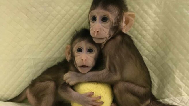 Zhong Zhong y Hua Hua, monos clonados en China