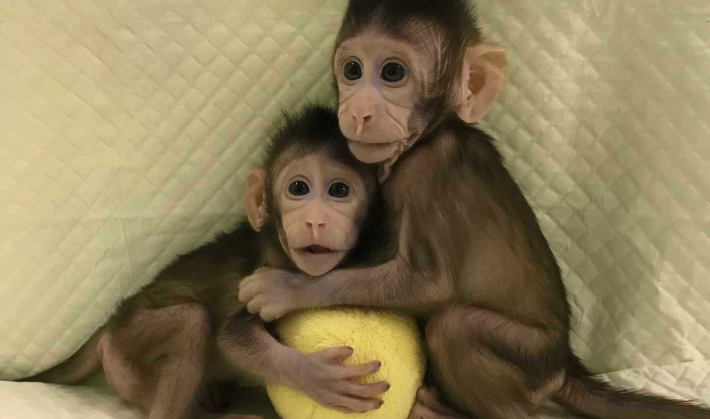 Así ha sido la primera clonación monos la técnica de