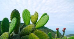 El cactus, el aliado inesperado contra el cambio climático