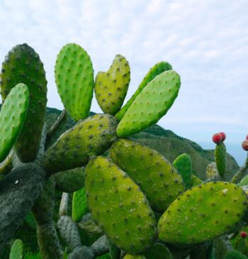 El cactus, el aliado inesperado contra el cambio climático