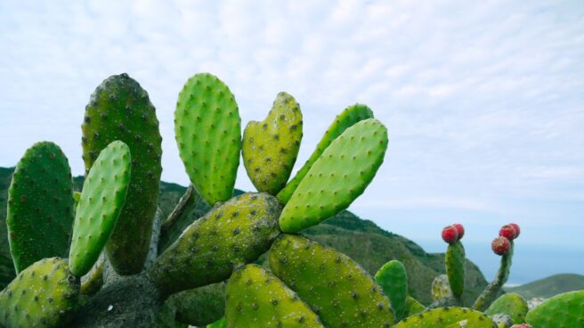 El cactus, el aliado inesperado contra el cambio climático