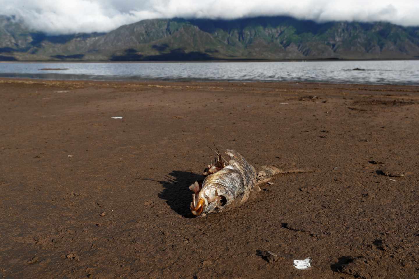 Un pez muerto en una presa cerca de Ciudad del Cabo, donde el suministro de agua está amenazado por la fuerte sequía.