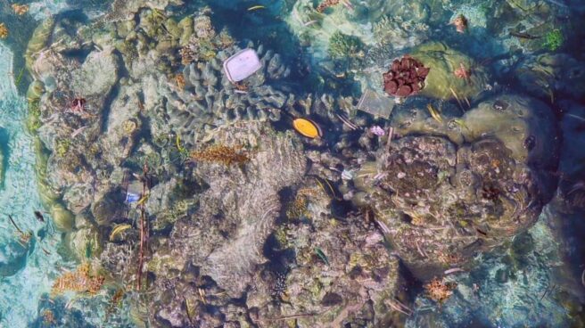 Corales plagados de basura de plástico en el Pacífico