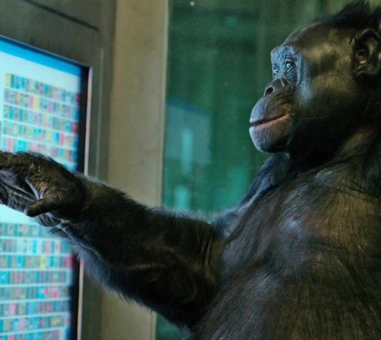 Cuestionan éticamente el uso de primates en el cine