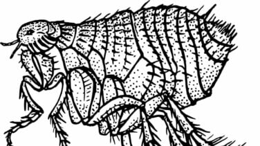 La peste la contagiaban las pulgas y piojos alojados en humanos, no en las ratas