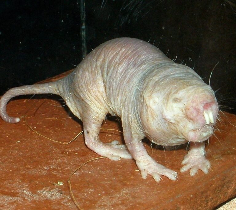 El secreto de la longevidad podría estar en el ratopín rasurado