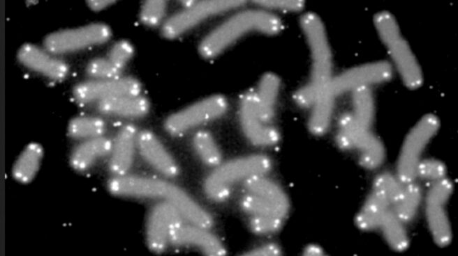 Telómeros destacados en unos cromosomas