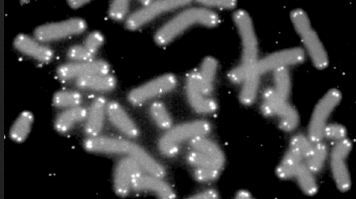 Telómeros destacados en unos cromosomas