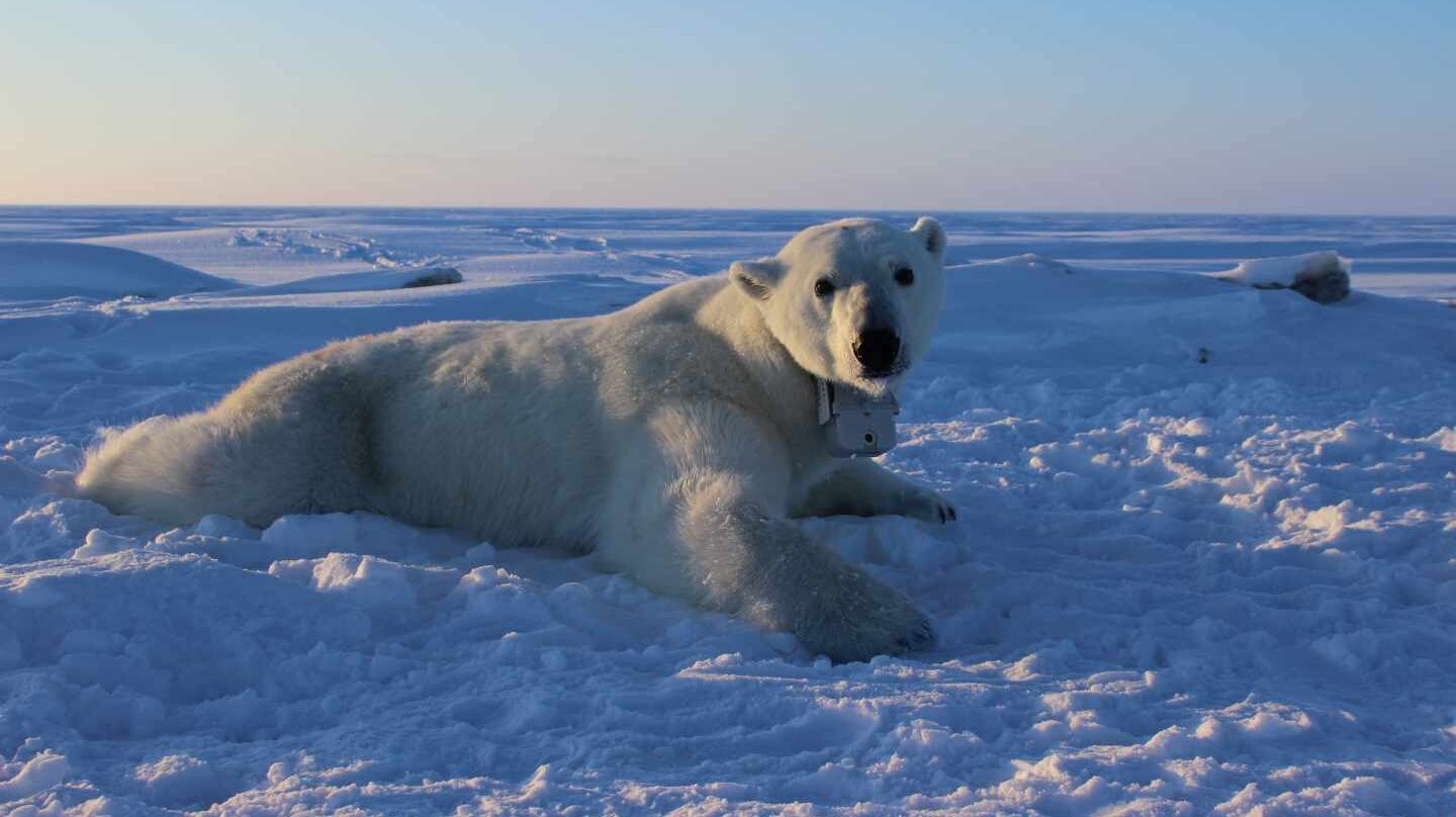 Los osos polares se extinguen, necesitan más alimento