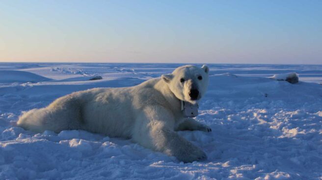 Los osos polares se extinguen, necesitan más alimento