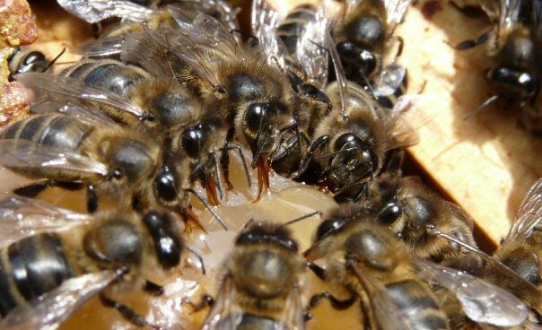 Miden las especies de abejas necesarias para maximizar una producción agrícola