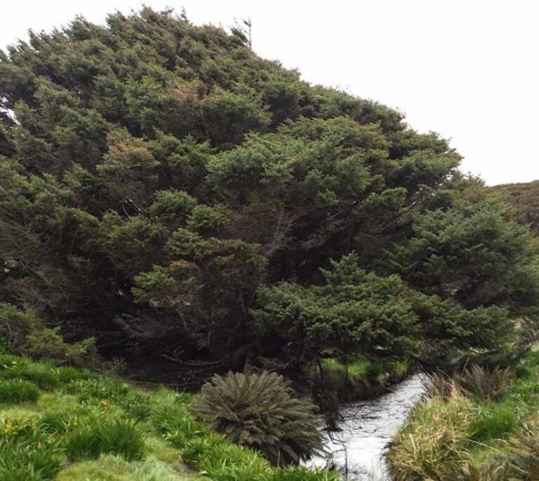 El árbol más solitario del mundo data el nacimiento del Antropoceno en 1965