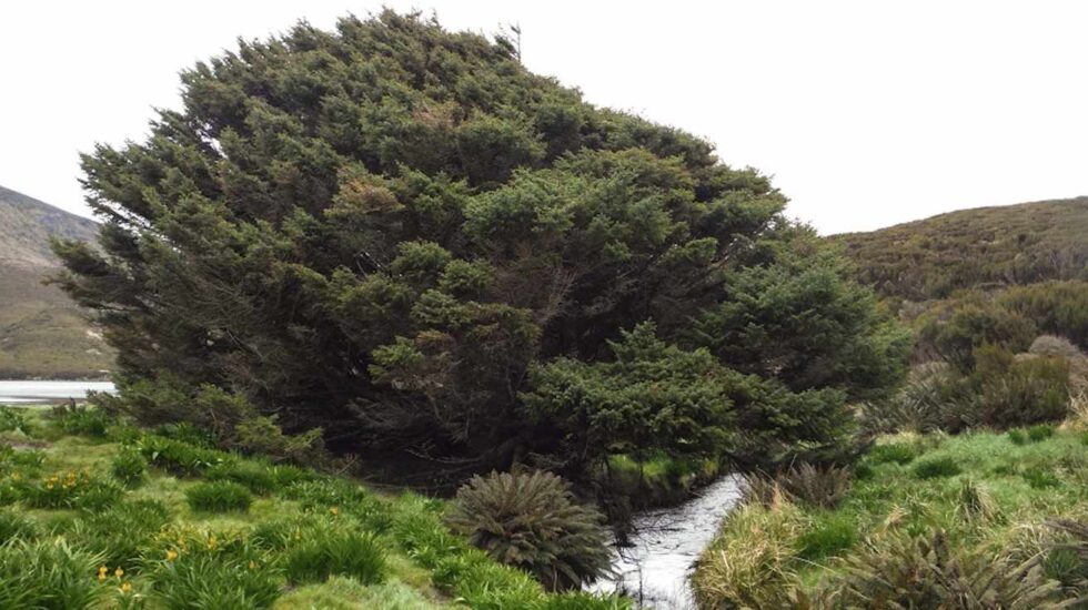 El árbol más solitario del mundo, en la isla de Campbell