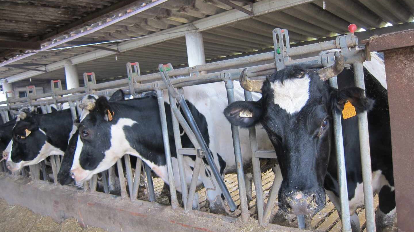 Así se vive en las granjas españolas: luces y sombras de la normativa de bienestar animal.
