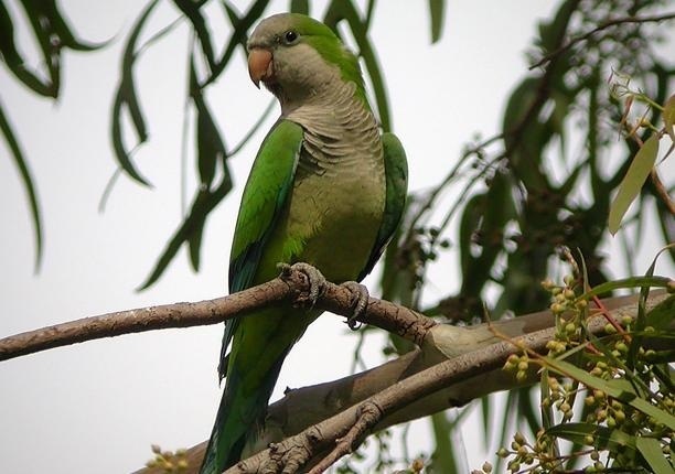 Cotorra argentina