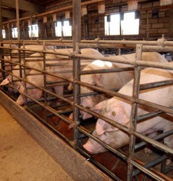China impone aranceles temporales de hasta un 62% a la carne de [...]