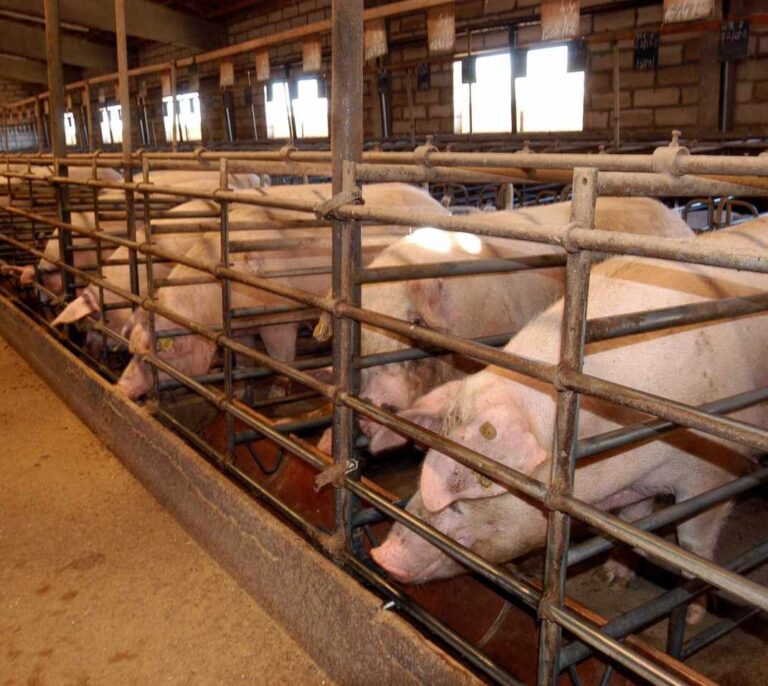 Trabajo planea nuevas sanciones al sector cárnico por contratar falsos autónomos