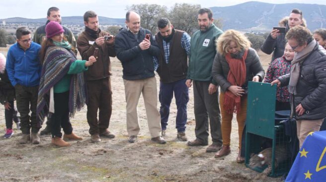 Sueltan en la finca Las Ensanchas dos linces criados en cautividad