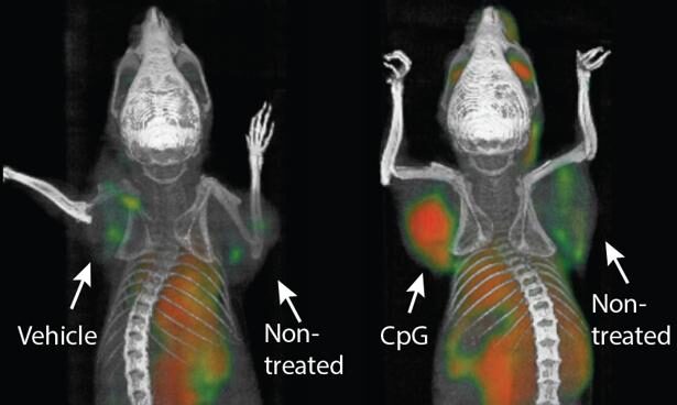 Vacunas que patrullan contra el cáncer, una realidad en ratones