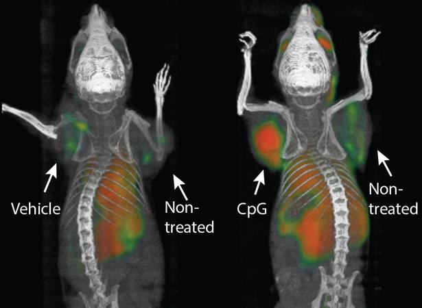 Acción de la vacuna contra el cáncer en ratones