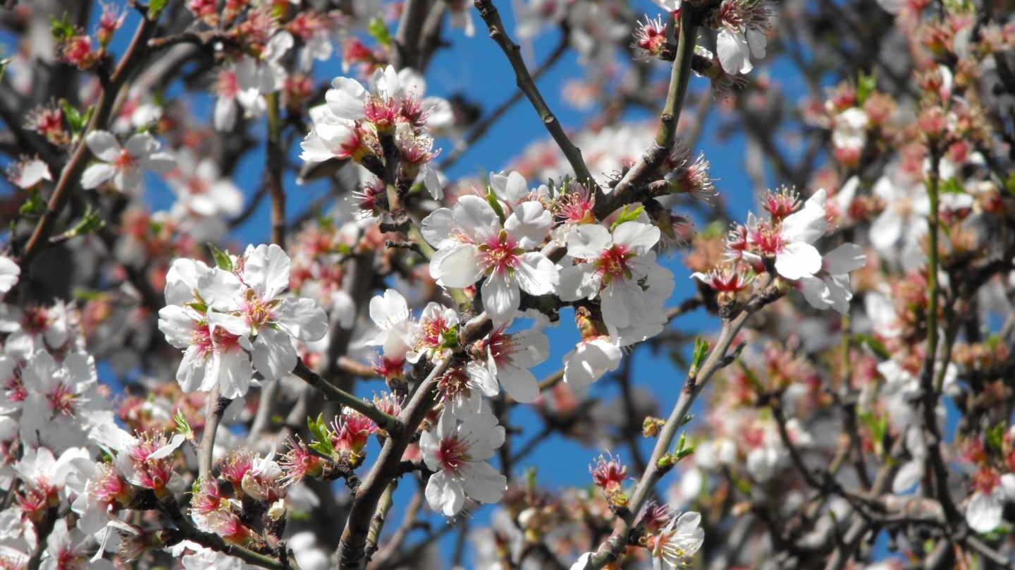 Almendro en flor