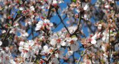 Por qué florecen antes los almendros