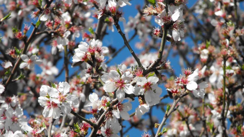 Por qué florecen antes los almendros