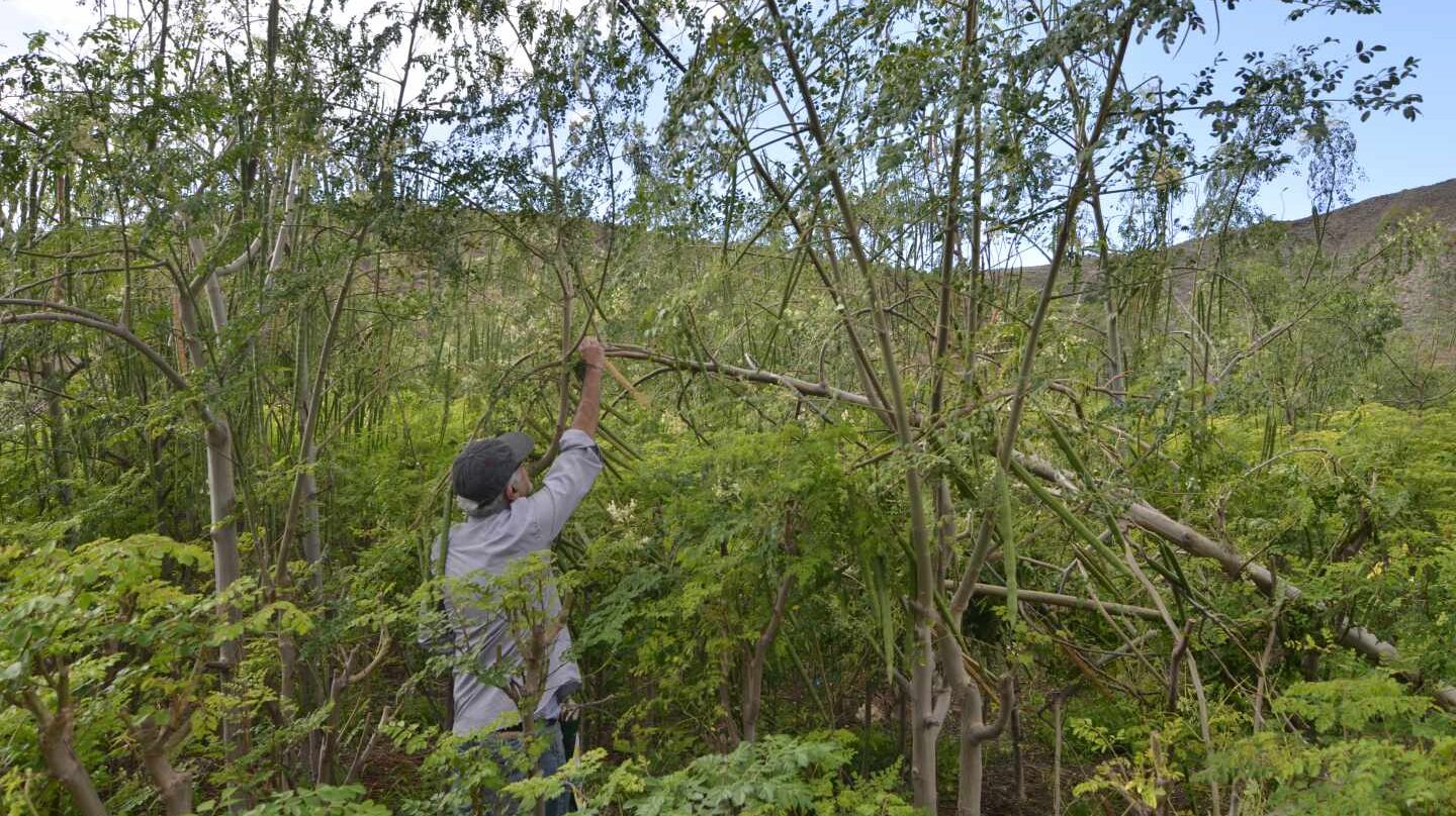 Cultivo de moringa en el sur de Tenerife.