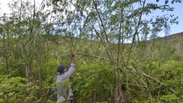 La moringa, un nuevo 'súper alimento' a examen