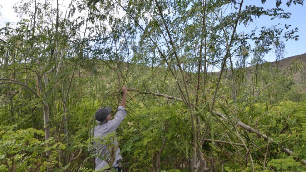 Cultivo de moringa en el sur de Tenerife.