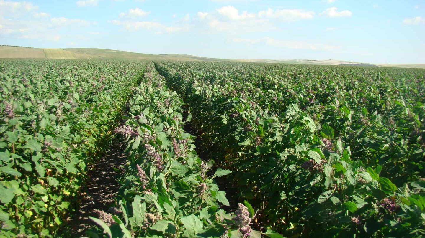 Quinoa cultivada por la empresa andaluza Algosur.