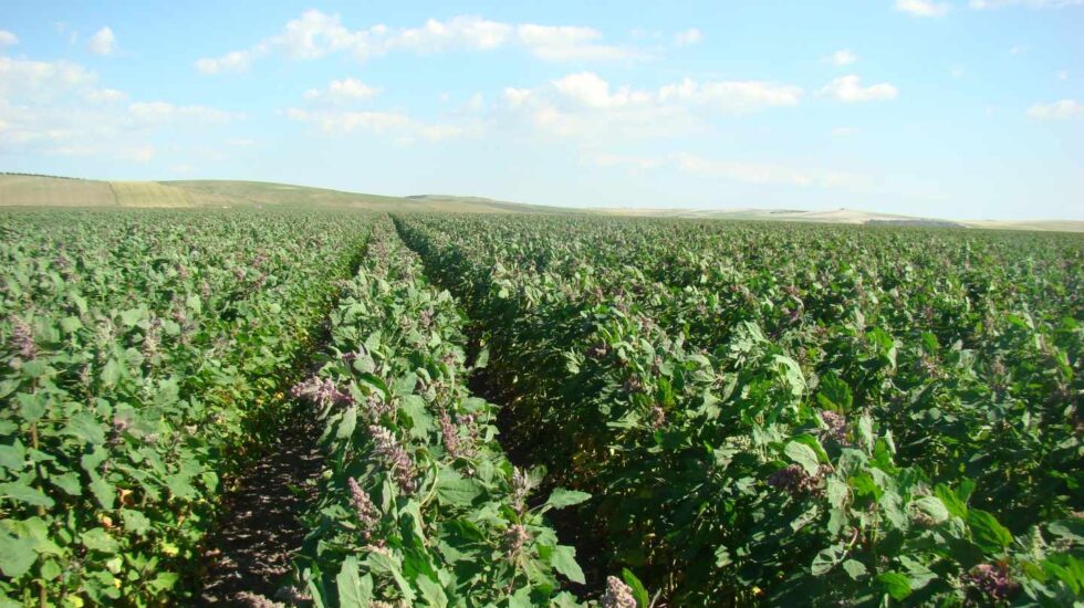 Quinoa cultivada por la empresa andaluza Algosur.