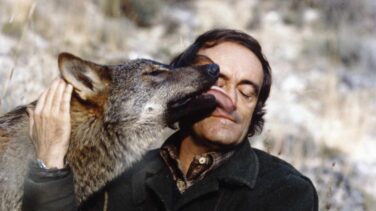 El lobo sigue amenazado 38 años después de Félix