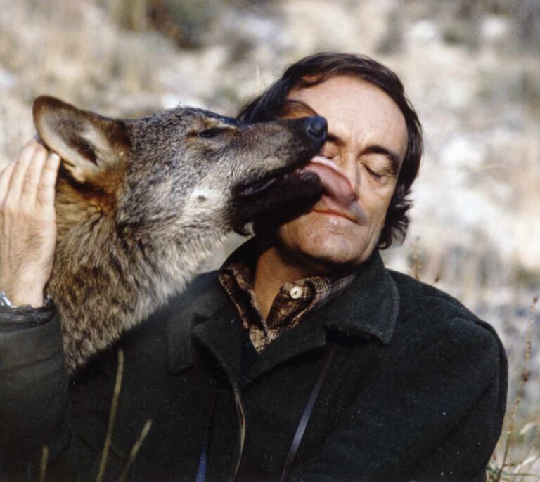 El lobo sigue amenazado 38 años después de Félix