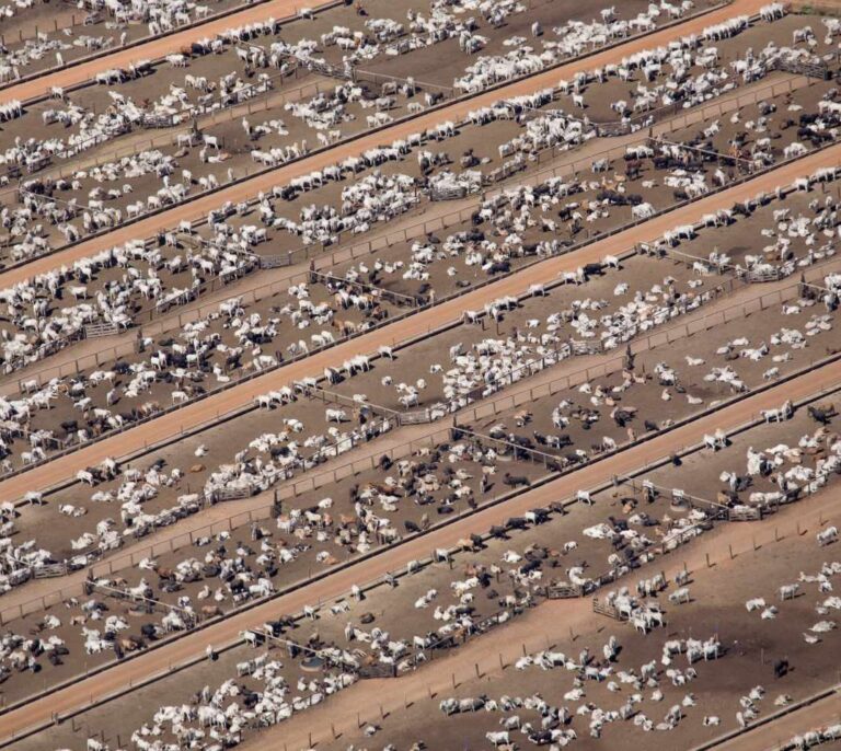Dieta para no destruir el planeta: dos filetes y tres vasos de leche a la semana