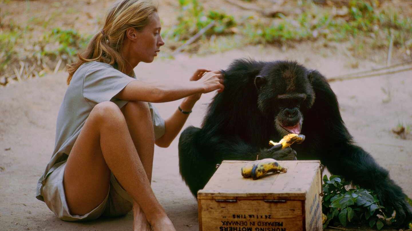 Jane Goodall, la mona blanca