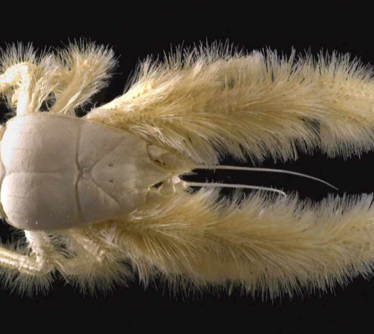 Los animales marinos más vulnerables de lo esperado al cambio climático