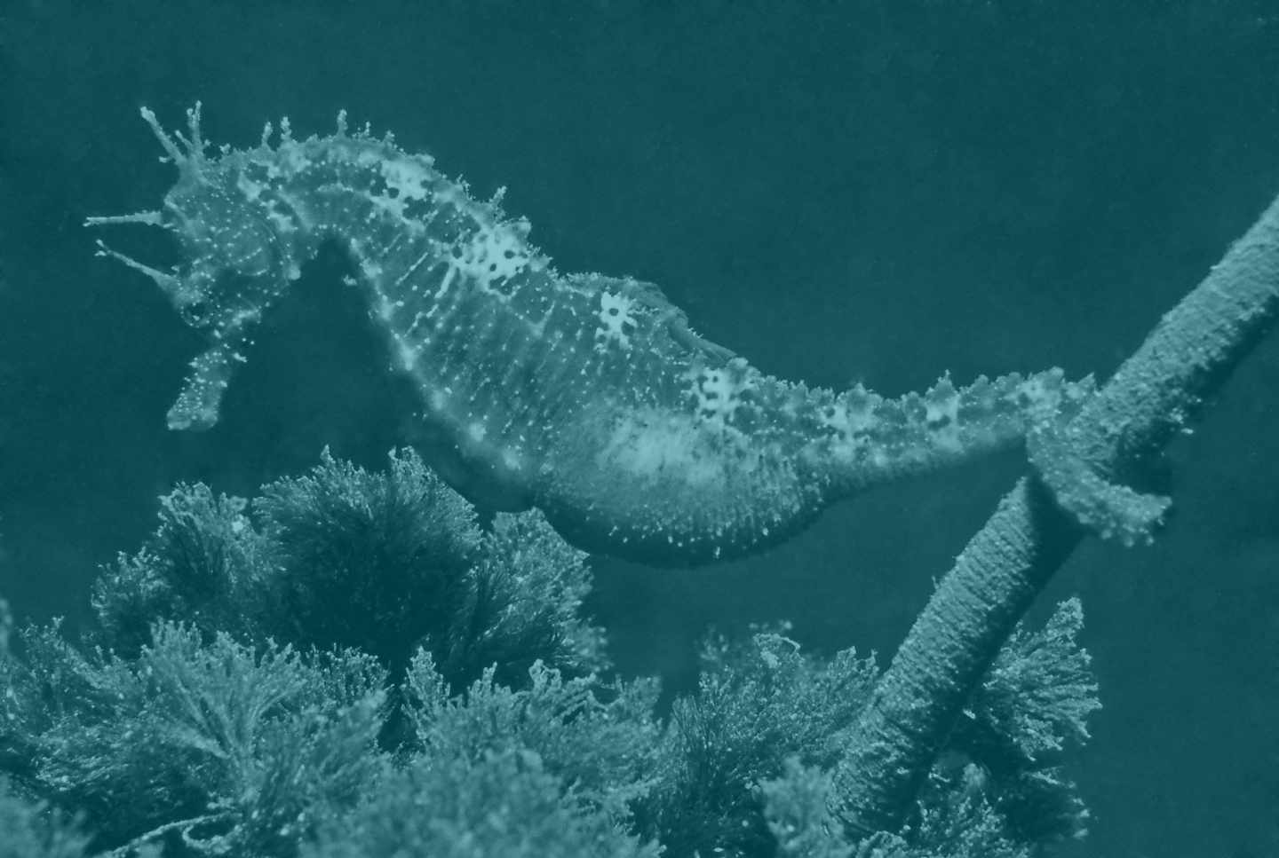 Un caballlito de mar.