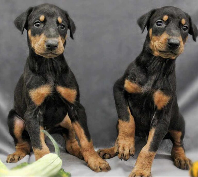 Una mascota es para siempre: cómo clonar a tu perro