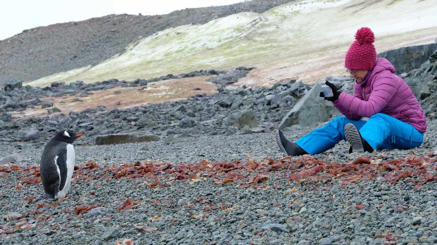 Fotografiando un pingüino.